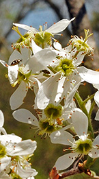 Serviceberry