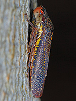 Mourning Cloak Butterfly