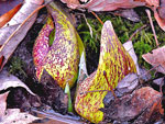 Skunk Cabbage