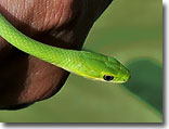 Rough green snake