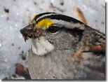 White-throated Sparrow