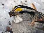 White-throated Sparrow