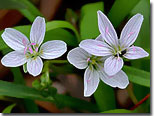 Spring Beauties