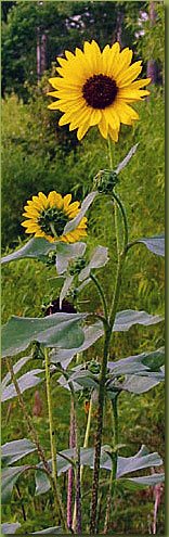 Sunflowers