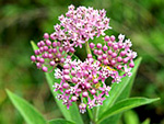 Swamp Milkweed