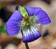 Common Violet