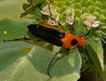 Wedge-shaped Beetle on Mountain Mint