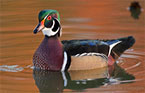 Wood Duck by Julia Flanagan