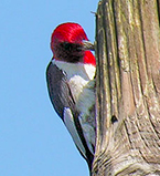 Red-headed Woodpecker