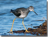 Greater Yellowlegs by Julia Flanagan