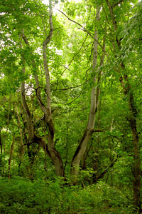 Riparian Forest