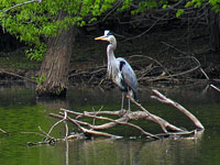 Great Blue Heron at the Occoquan Reservoir