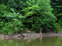 Deer Along the Occoquan Reservoir Shoreline
