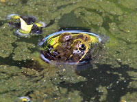 Green frog enjoying life in a wetland pool