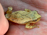 Spring peeper found along the trail