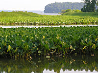 View from Featherstone NWR, showing Leeslyvania State Park