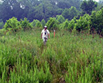 Rte 234 Wetland Mitigation Area