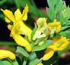 Yellow Corydalis