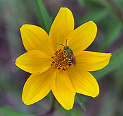 Tickseed sunflower with bee