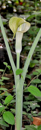 Jack-in-the-pulpit