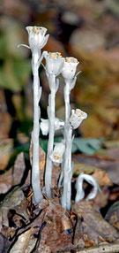 Indian Pipes