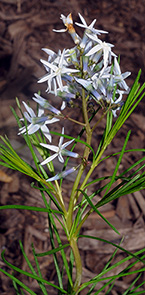 Amsonia