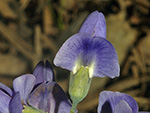 Wild False Indigo