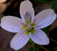 Spring Beauty