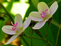 Spring Beauties