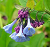 Virginia Bluebells