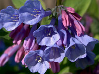 Virginia Bluebells at Merrimac Farm