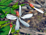 Bowman's Root