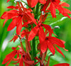 Cardinal Flower