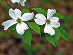 Dogwood