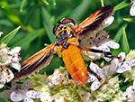 Featherleg Fly on Narrow-leaf Mountain Mint