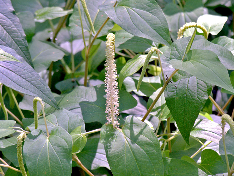 Lizard Tail