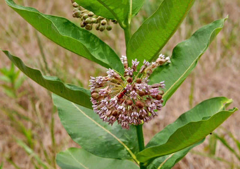 Milkweed