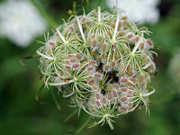 Queen Anne's Lace Seeds