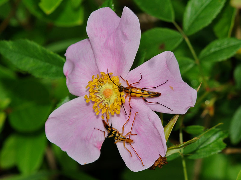 Flower Longhorn Beetle on Wild Rose