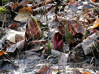 Skunk Cabbage