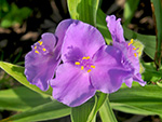 Spiderwort