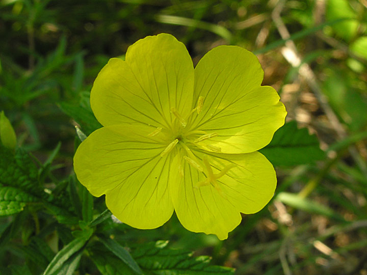 Sundrop