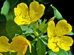 Sundrops