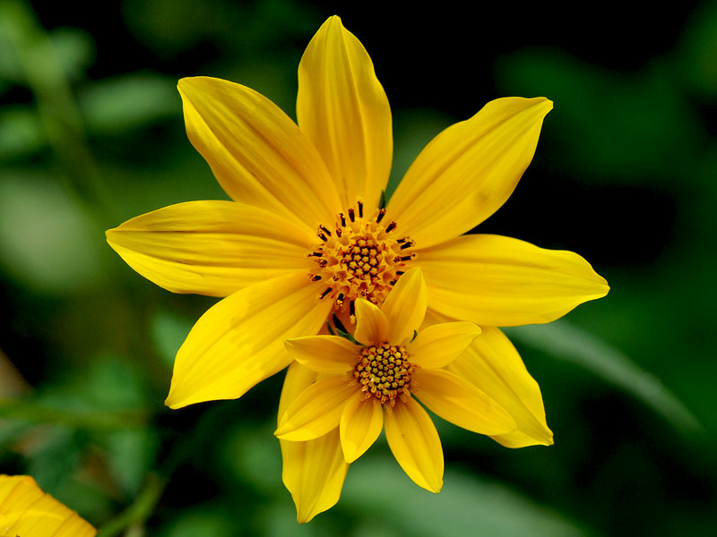 Tickseed Sunflower
