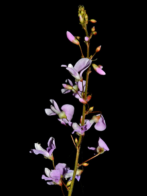 Naked-flowered Ticktrefoil