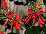 Trumpet Honeysuckle