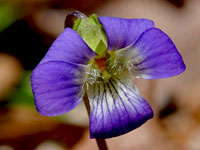 Common Violet