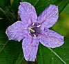 Carolina Wild Petunia