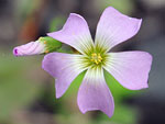 Violet Woodsorrel