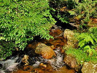 A healthy stream is hard to find in Prince William.